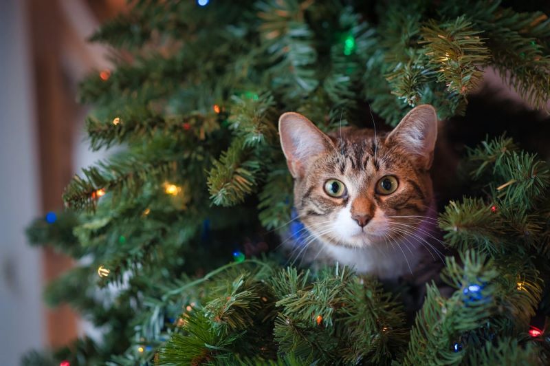 The Benefits of an Artificial Christmas Tree: Add Cheer to Your Home Without the Mess!